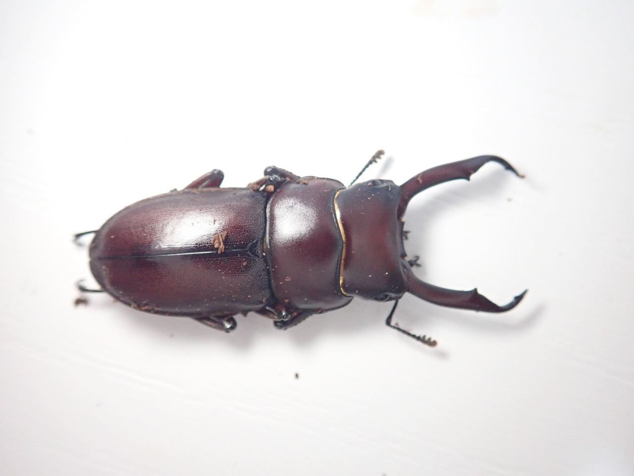 八丈島のクワガタ羽化報告 : NEOの虫採りはいじゃんぷ