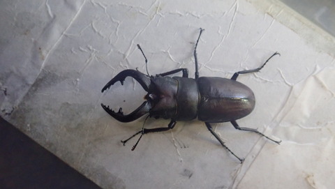 ミヤマクワガタ採集（2025.6/19） : NEOの虫採りはいじゃんぷ