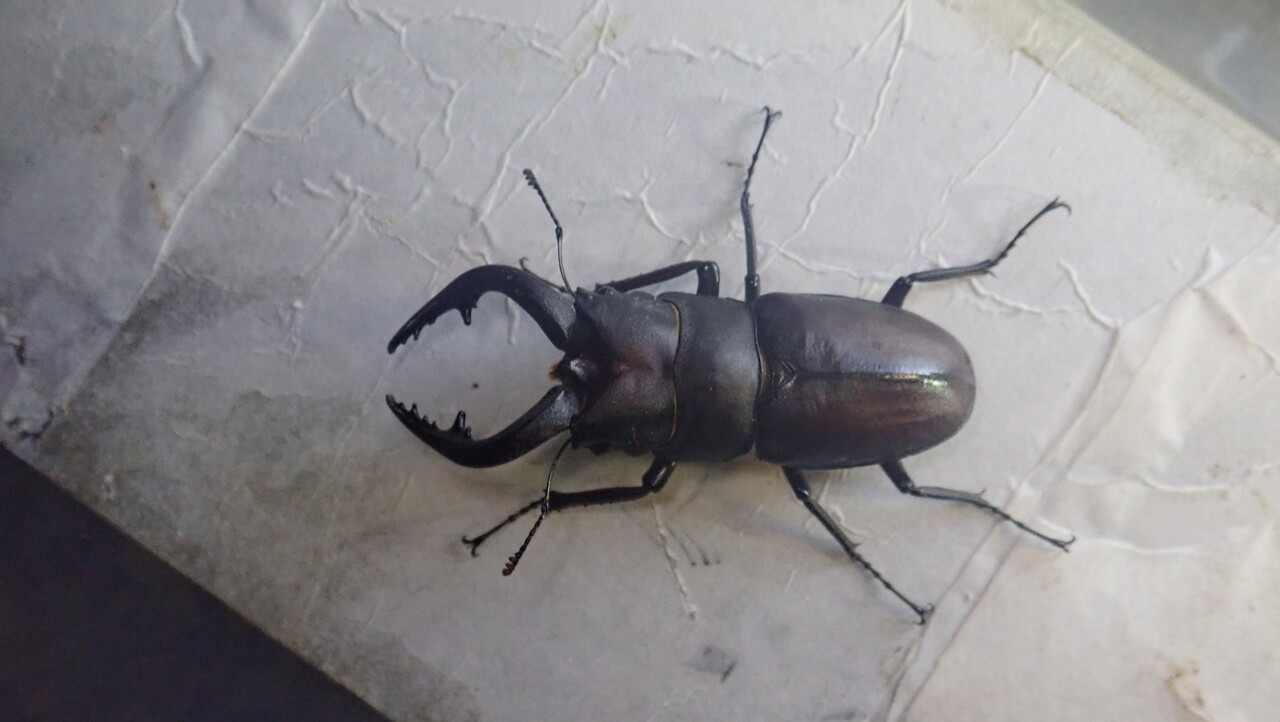 ミヤマクワガタ採集（2025.6/19） : NEOの虫採りはいじゃんぷ