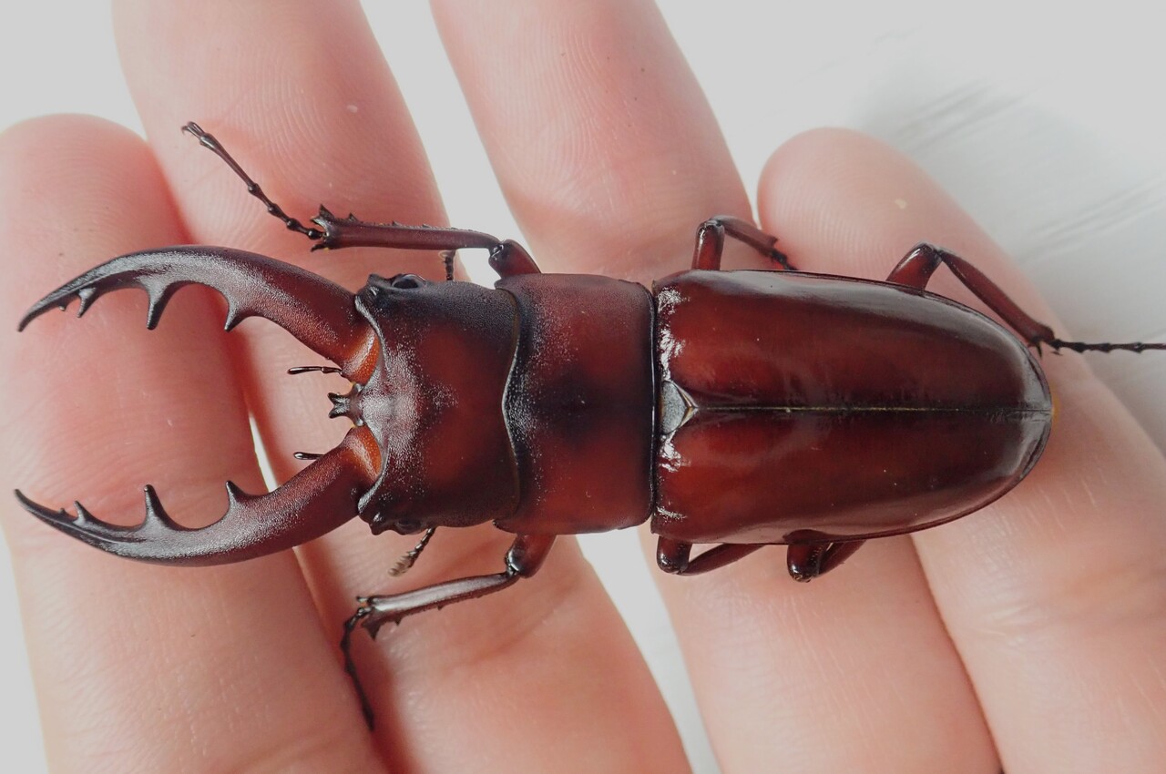 オキナワノコギリクワガタ★キンプン★幻 オキナワノコギリクワガタ☆キンプン☆幻