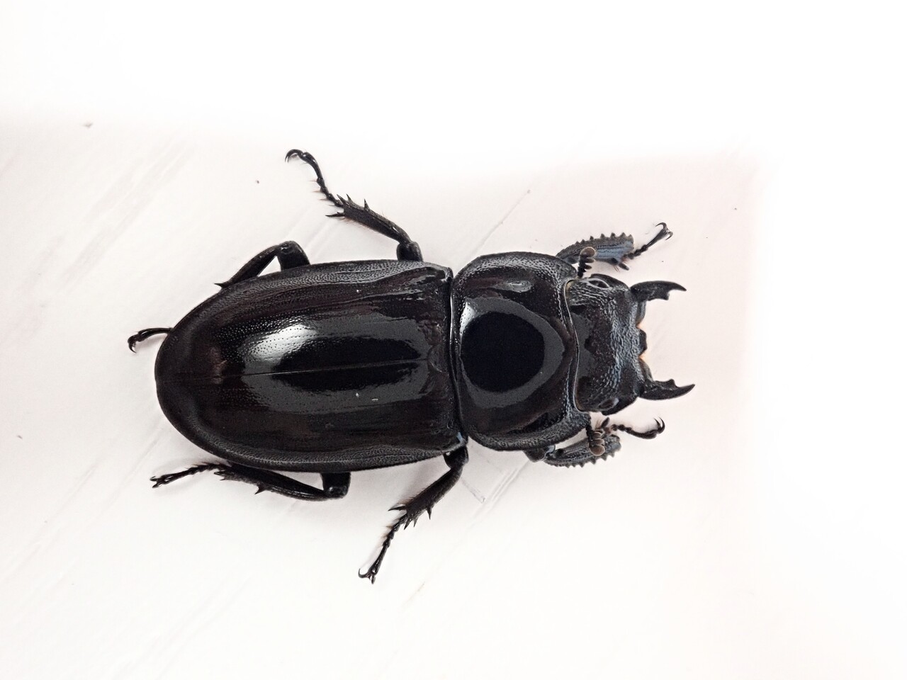 ハチジョウヒラタ（WF3）飼育記 : NEOの虫採りはいじゃんぷ