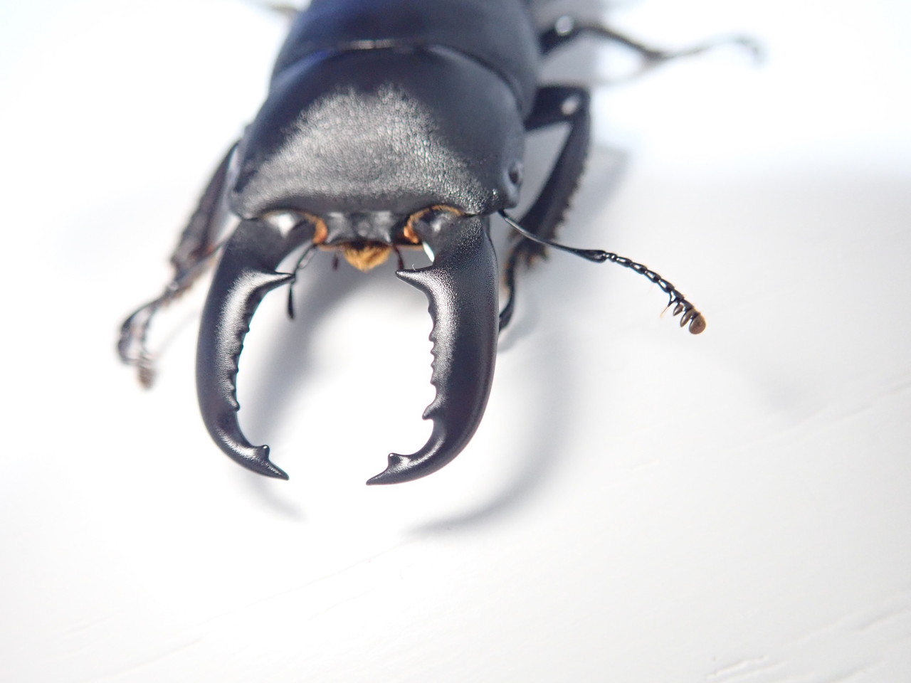 八丈島のクワガタ羽化報告 : NEOの虫採りはいじゃんぷ