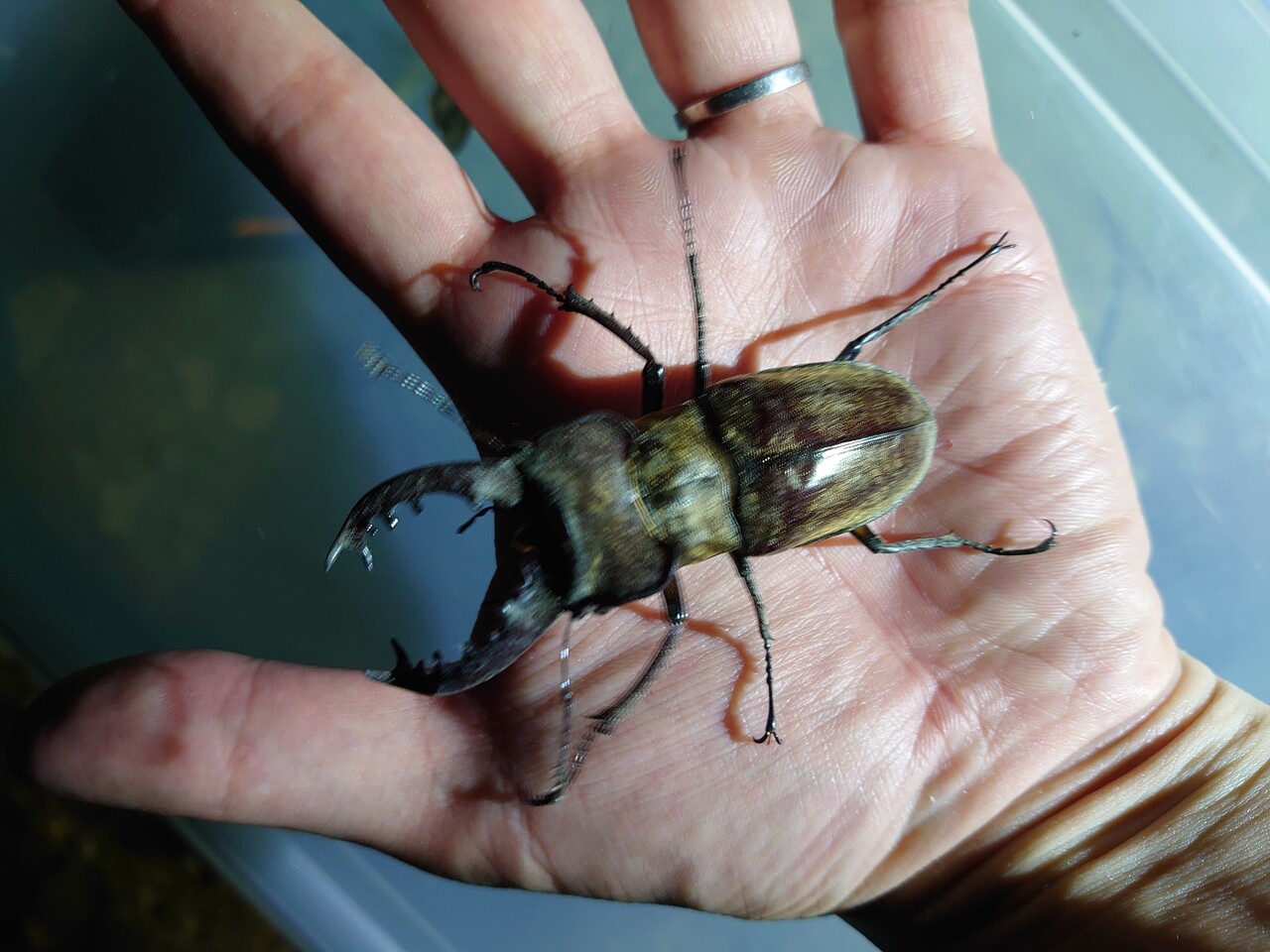 ミヤマクワガタ採集（2025.6/20） : NEOの虫採りはいじゃんぷ