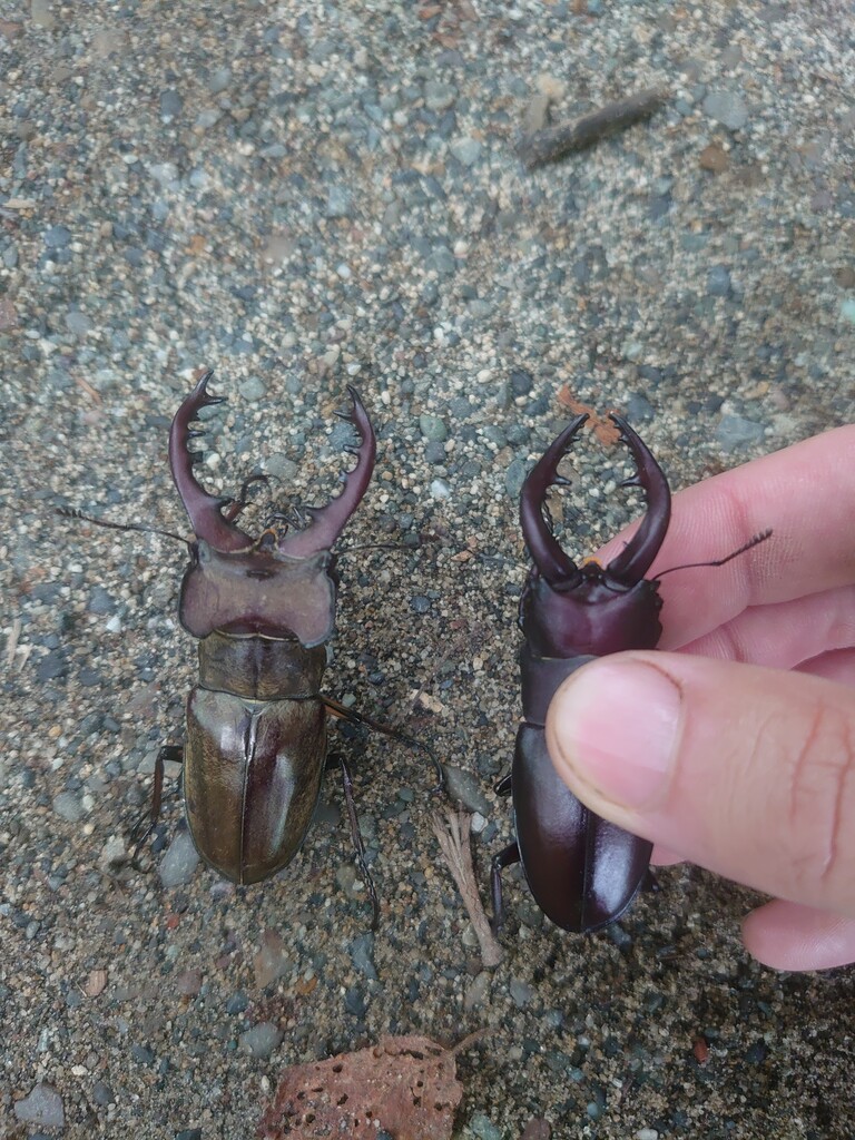 ミヤマクワガタ採集 21 8 15 Neoの虫採りはいじゃんぷ