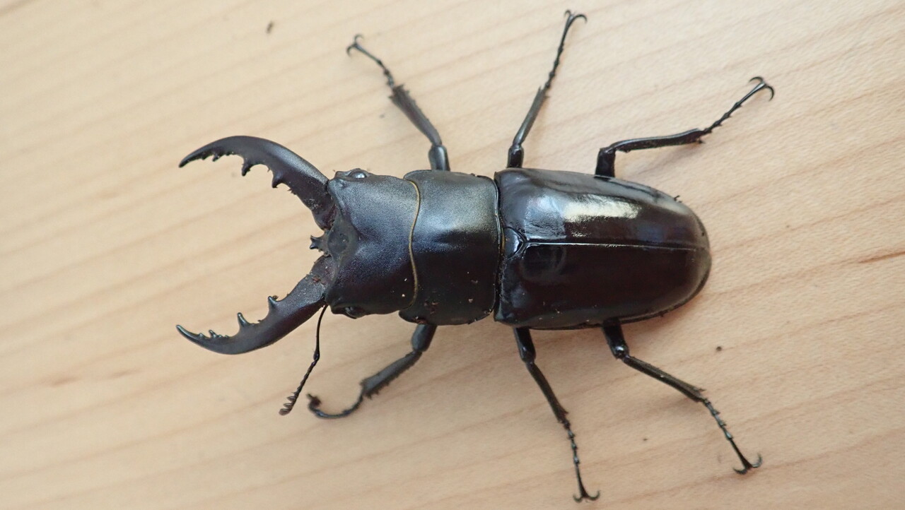 クメジマノコギリ飼育記 : NEOの虫採りはいじゃんぷ