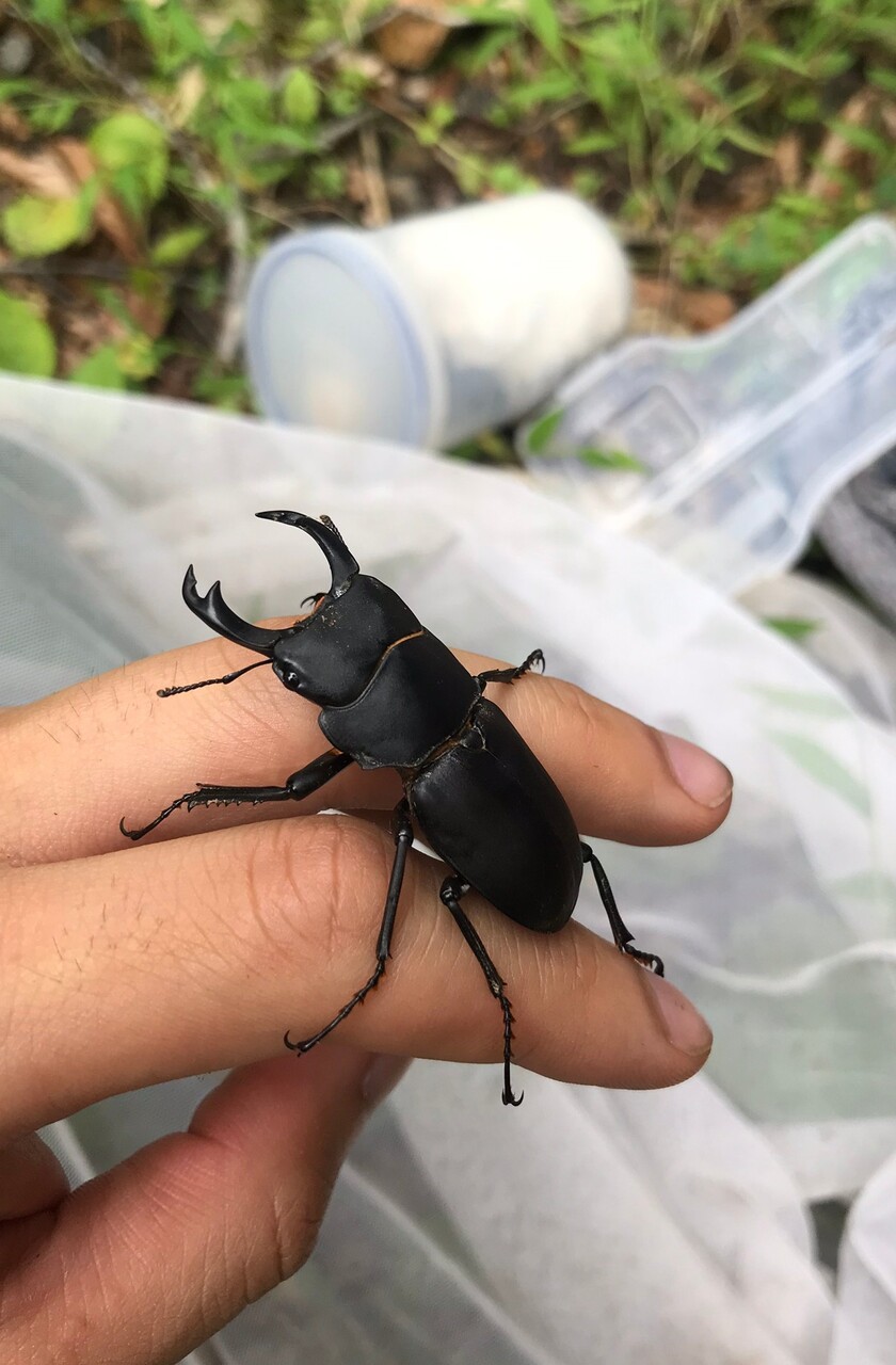 北海道のクワガタ図鑑 Neoの虫採りはいじゃんぷ 北海道のクワガタ図鑑 Neoの虫採りはいじゃんぷ