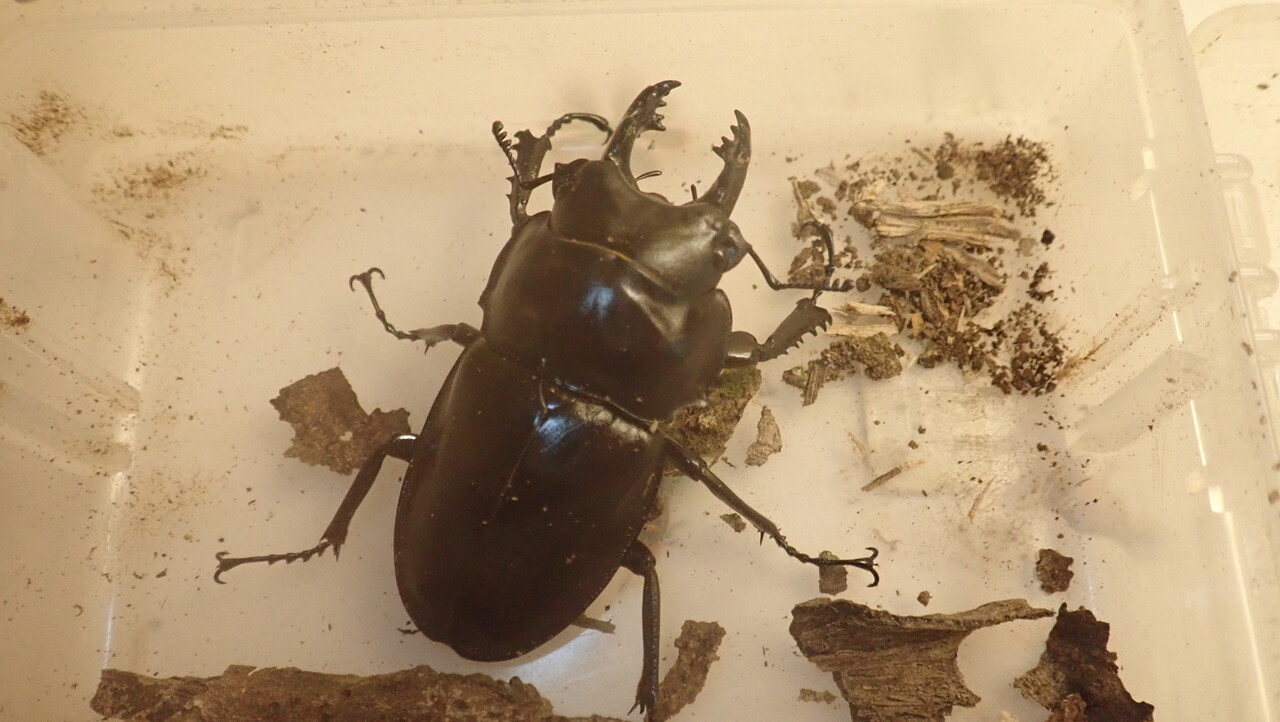 規制前採集品】石垣島産 ヤエヤママルバネクワガタ 標本 ♂57ミリ