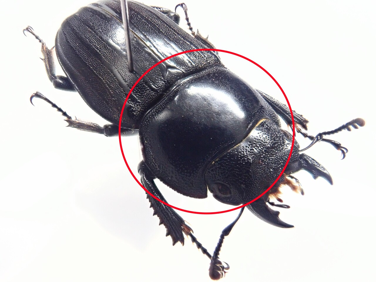 奄美大島のクワガタの見分け方 : NEOの虫採りはいじゃんぷ