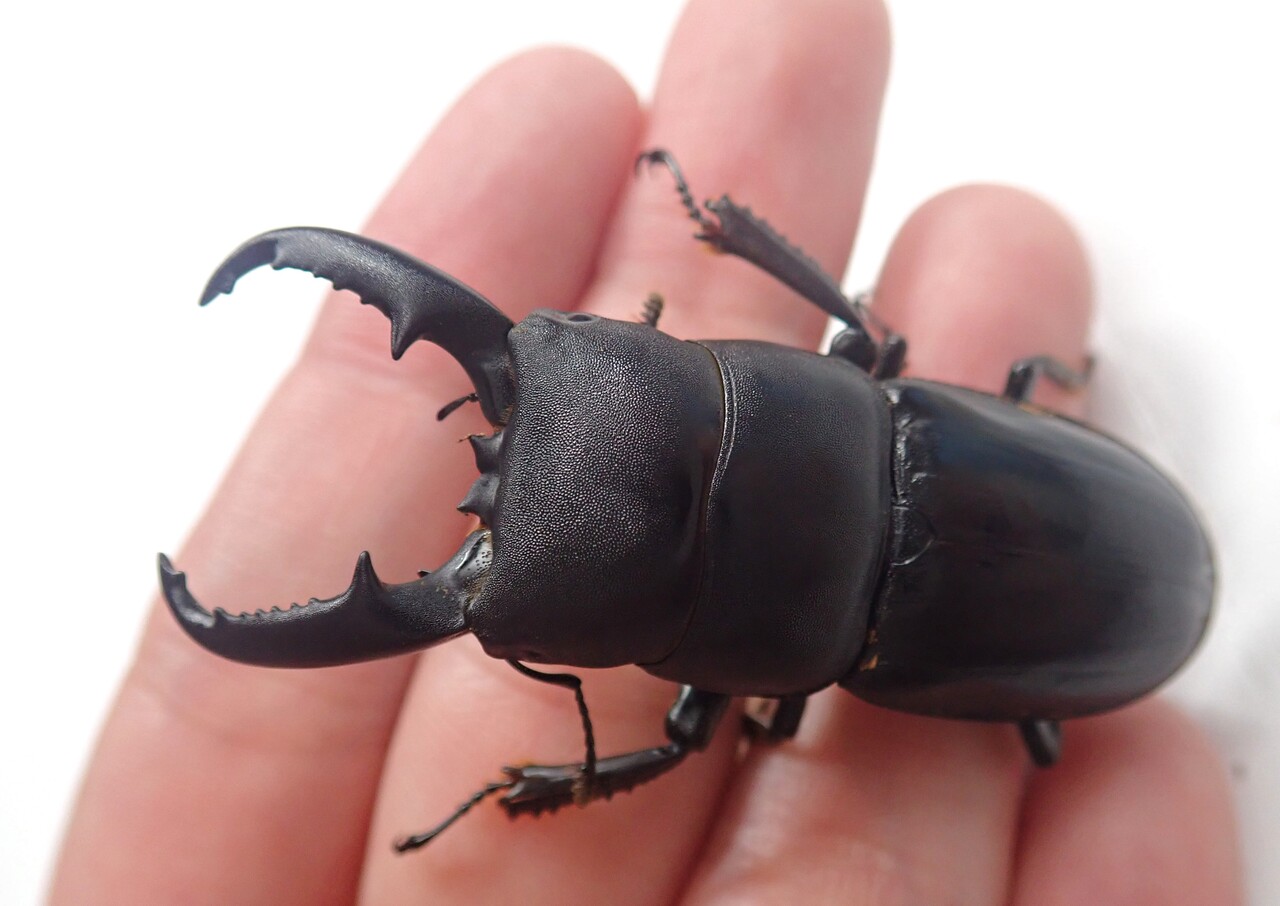 ハチジョウヒラタ（WF2）飼育記 : NEOの虫採りはいじゃんぷ