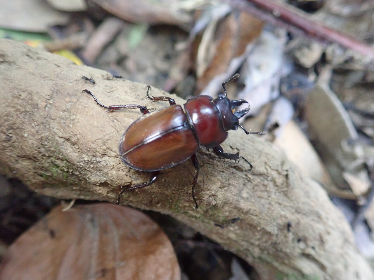 ヤエヤママルバネ（西表島）♂55ミリペア ヤエヤママルバネクワガタ