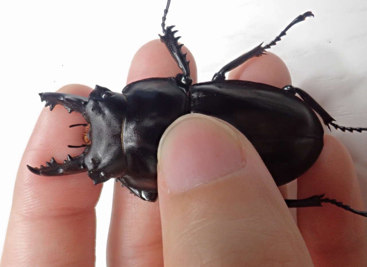 2021 西表島 ヤエヤママルバネ採集記（後半） : NEOの虫採りはいじゃんぷ