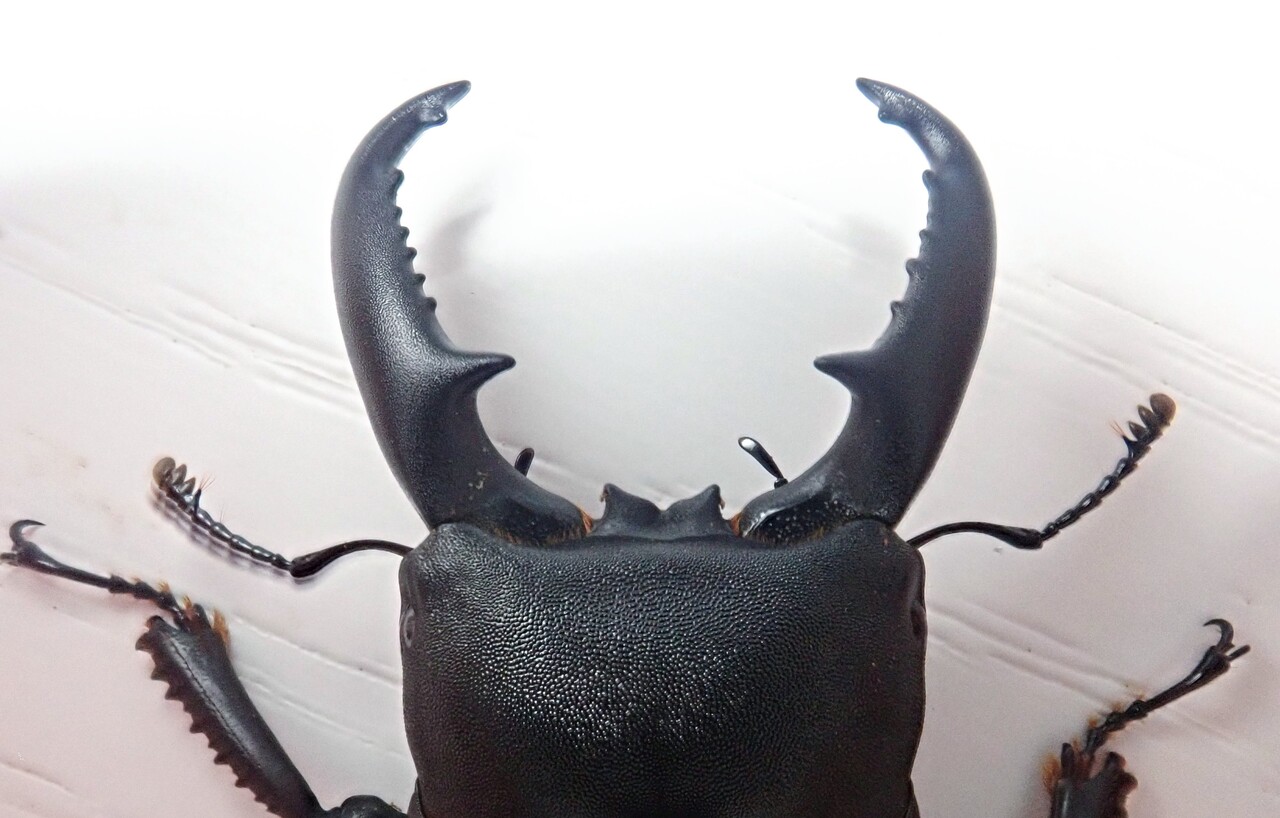 ハチジョウヒラタ（WF2）飼育記 : NEOの虫採りはいじゃんぷ