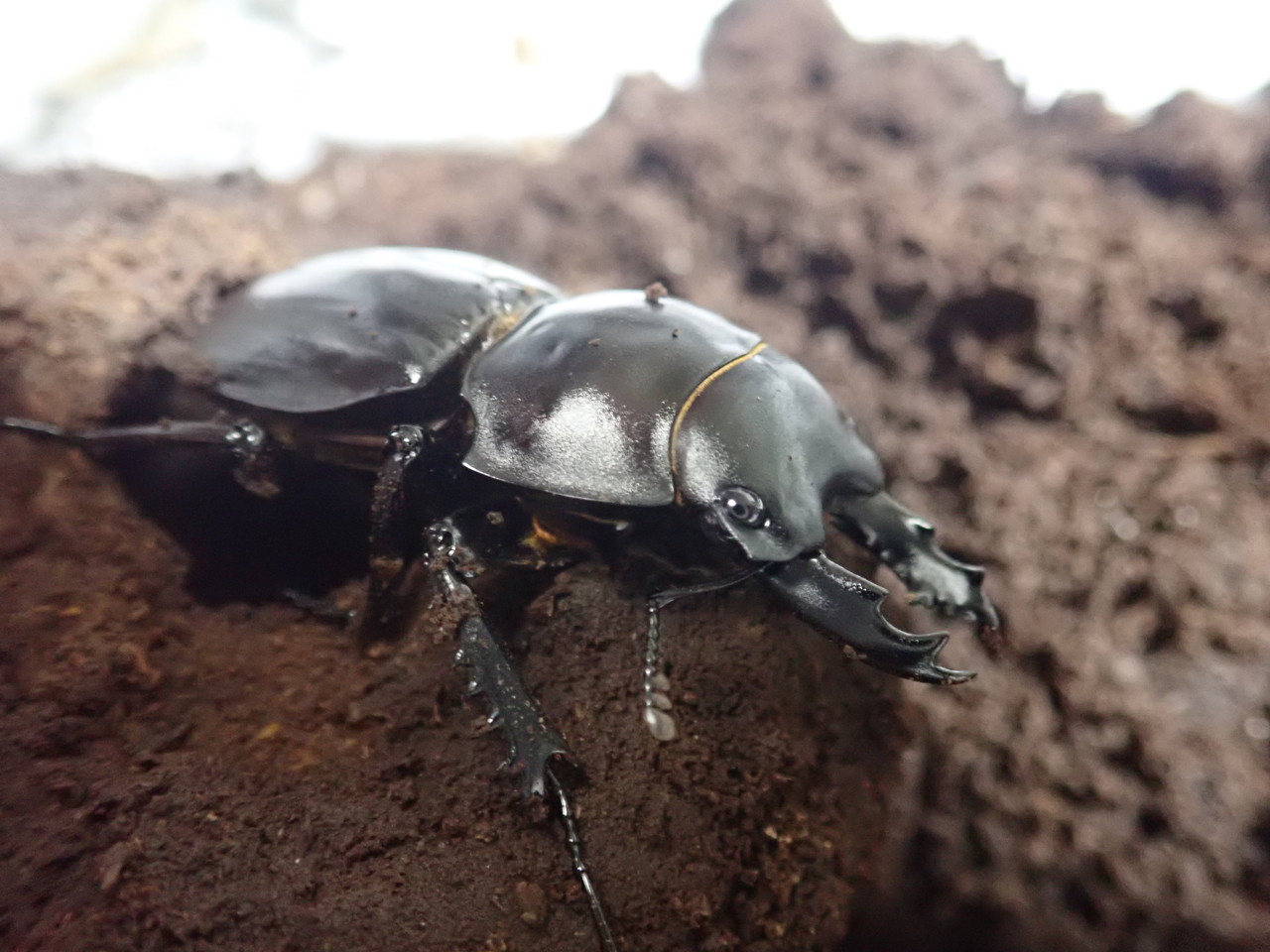 ヤエヤママルバネ 大歯2♂ WF1 ヤエヤママルバネ WF1 61mmup 標本 昆虫