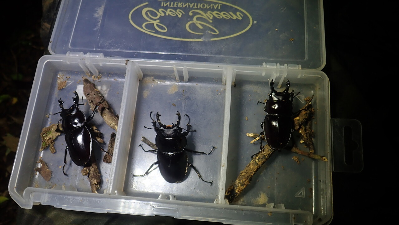 値下げ　②西表島産ヤエヤママルバネクワガタ１♂（野外採集品） 値下げ ②西表島産ヤエヤママルバネクワガタ1♂（野外採集品