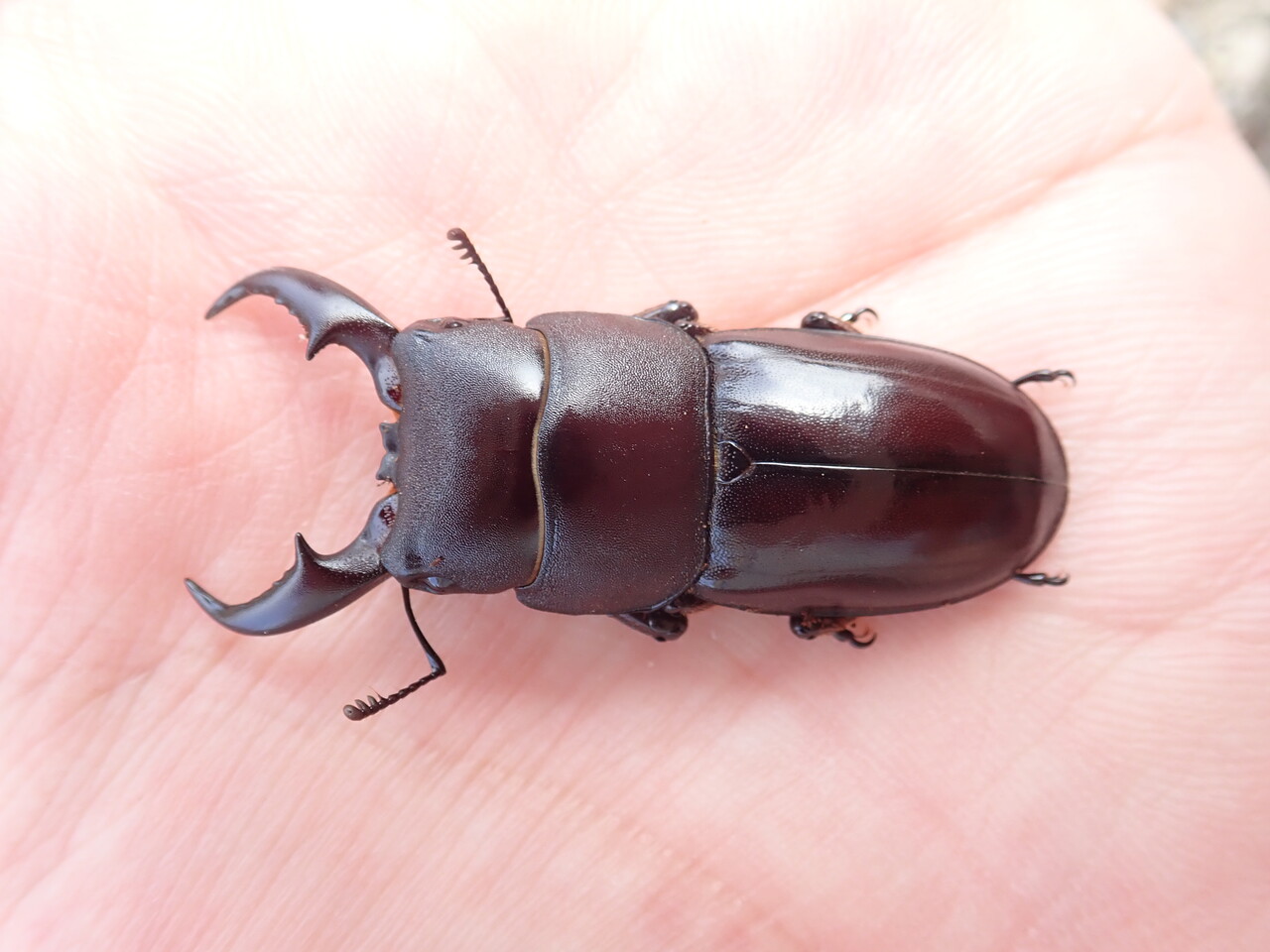 ダイトウヒラタクワガタ 標本 ダイトウヒラタクワガタ標本