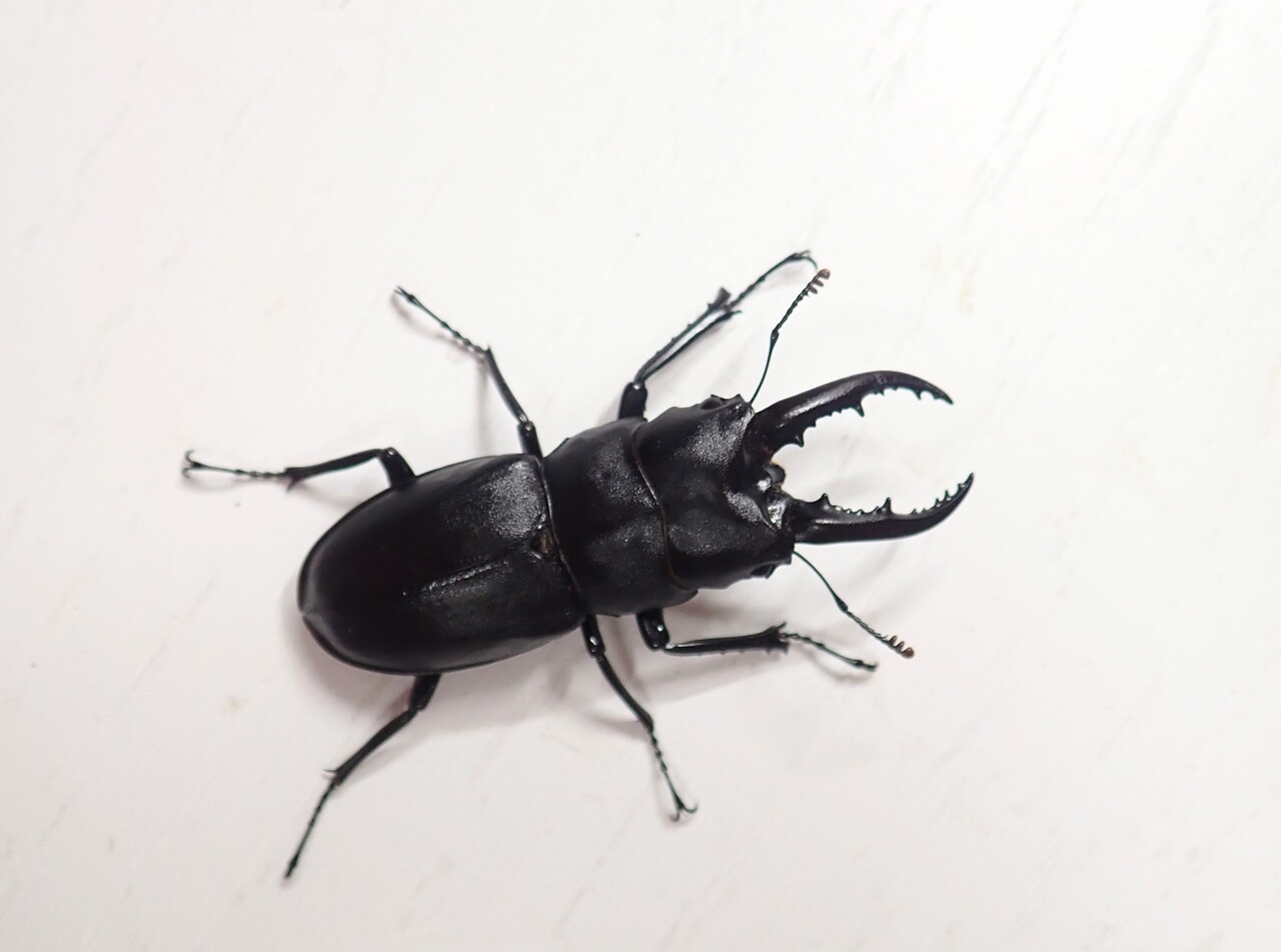 ハチジョウノコギリ（WF4）飼育記 : NEOの虫採りはいじゃんぷ