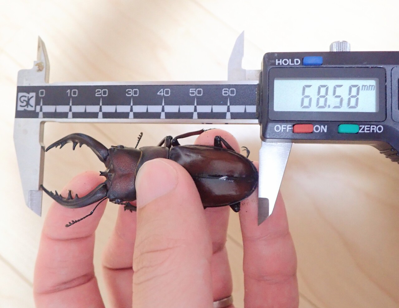 トクノシマノコギリ（WF1）飼育記 : NEOの虫採りはいじゃんぷ