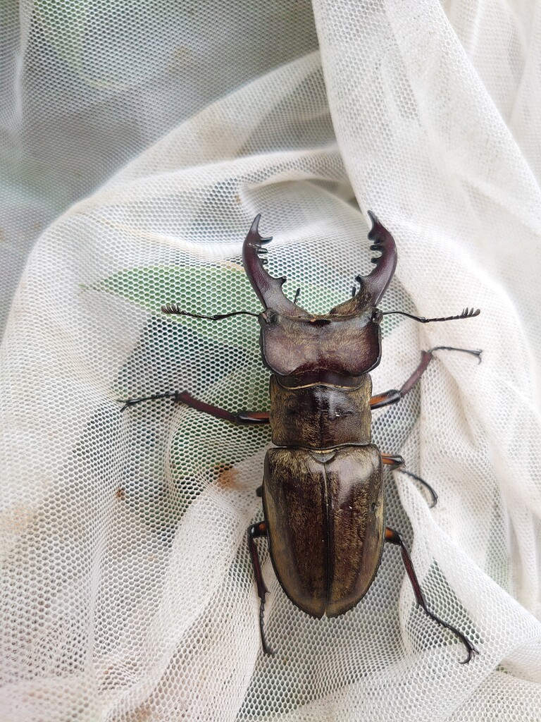 ミヤマクワガタ採集 21 8 15 Neoの虫採りはいじゃんぷ