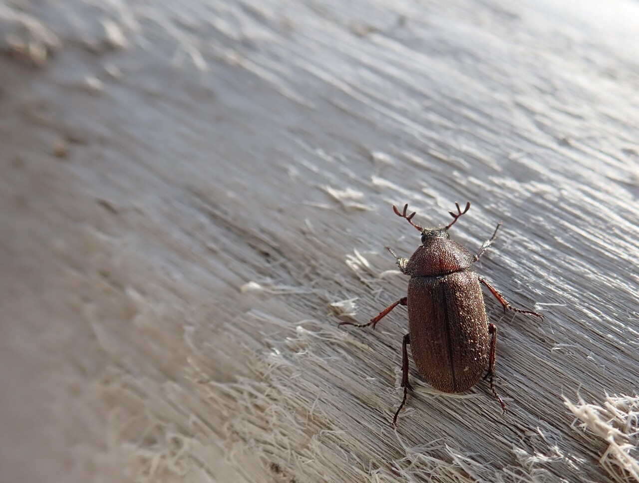 マグソクワガタ採集記 21 6 5 Neoの虫採りはいじゃんぷ マグソクワガタ採集記 21 6 5 Neoの虫採りはいじゃんぷ