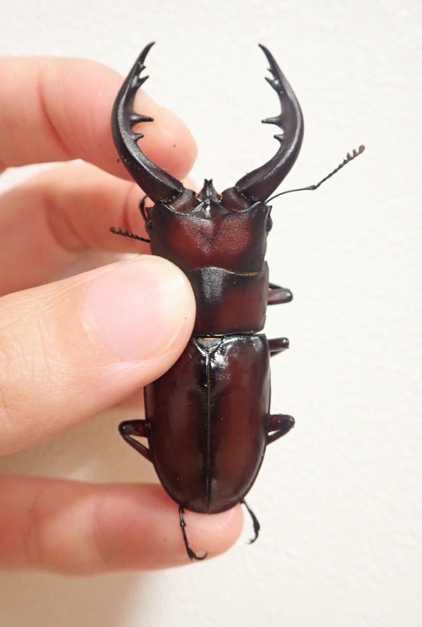 トクノシマノコギリ♂標本セット トクノシマノコギリ（WF1）飼育記 : NEOの虫採りはいじゃんぷ