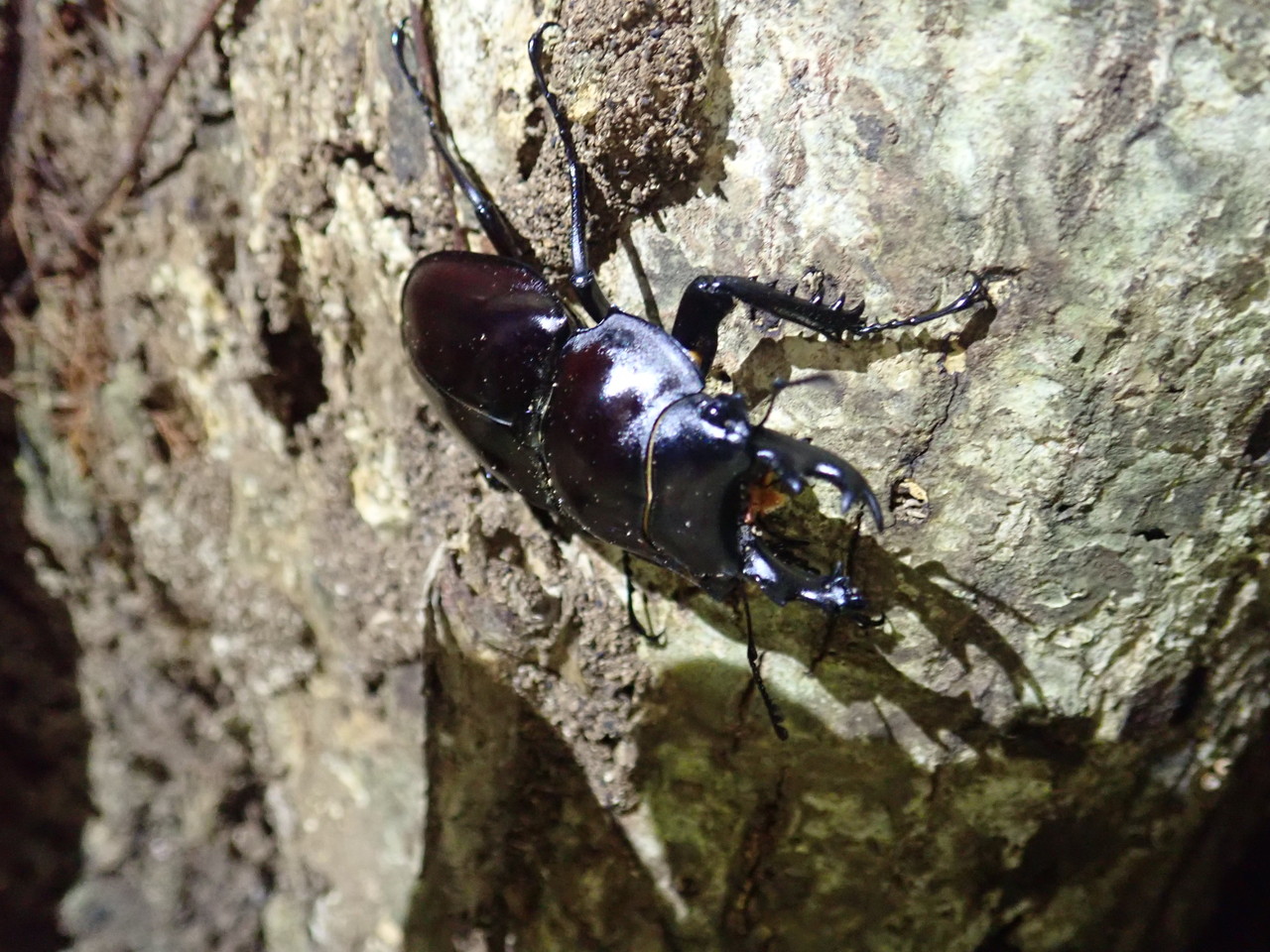 2019 西表島 ヤエヤママルバネ採集記（後編） : NEOの虫採りはいじゃんぷ