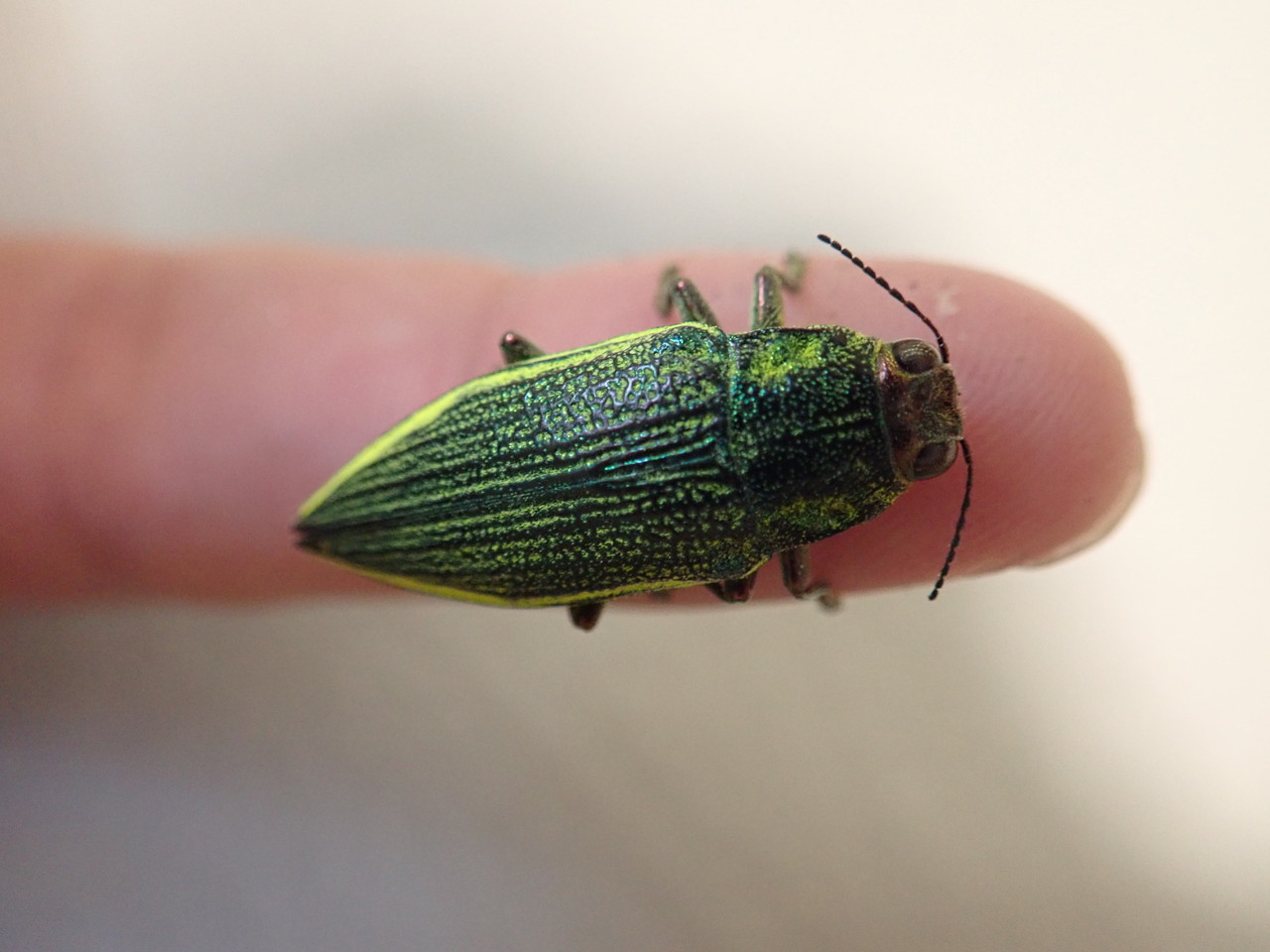 2019 西表島 ヤエヤママルバネ採集記（後編） : NEOの虫採りはいじゃんぷ