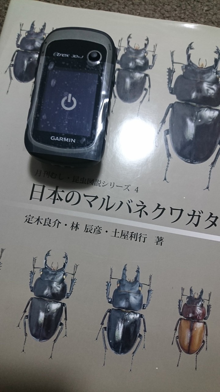 ヤエヤママルバネクワガタセット【規制前採集を含む】 sddefault.jpg