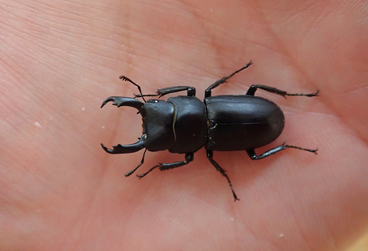 ミヤマクワガタ採集（2024.8/10） : NEOの虫採りはいじゃんぷ