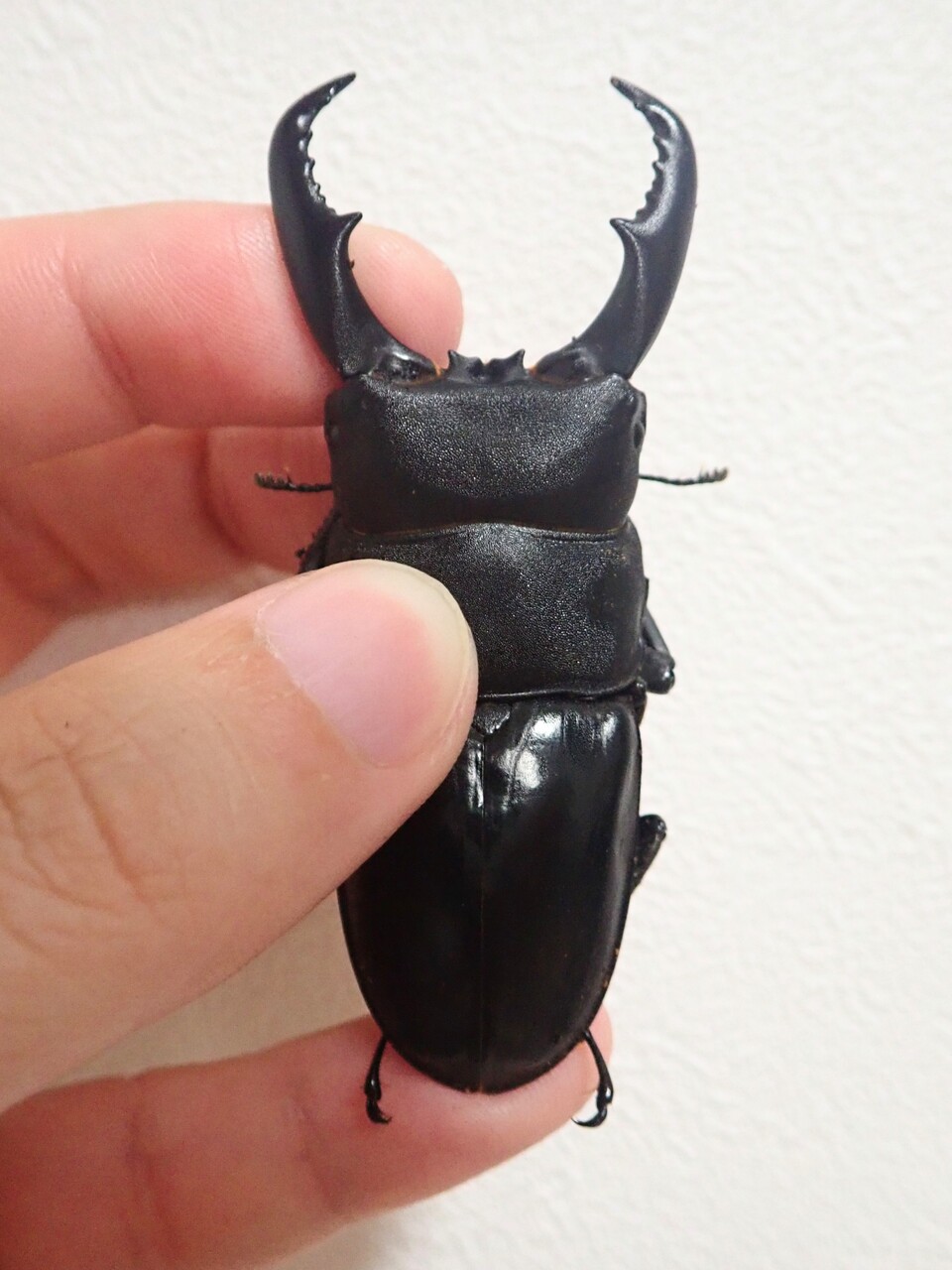 トクノシマヒラタ（WF1）飼育記 : NEOの虫採りはいじゃんぷ