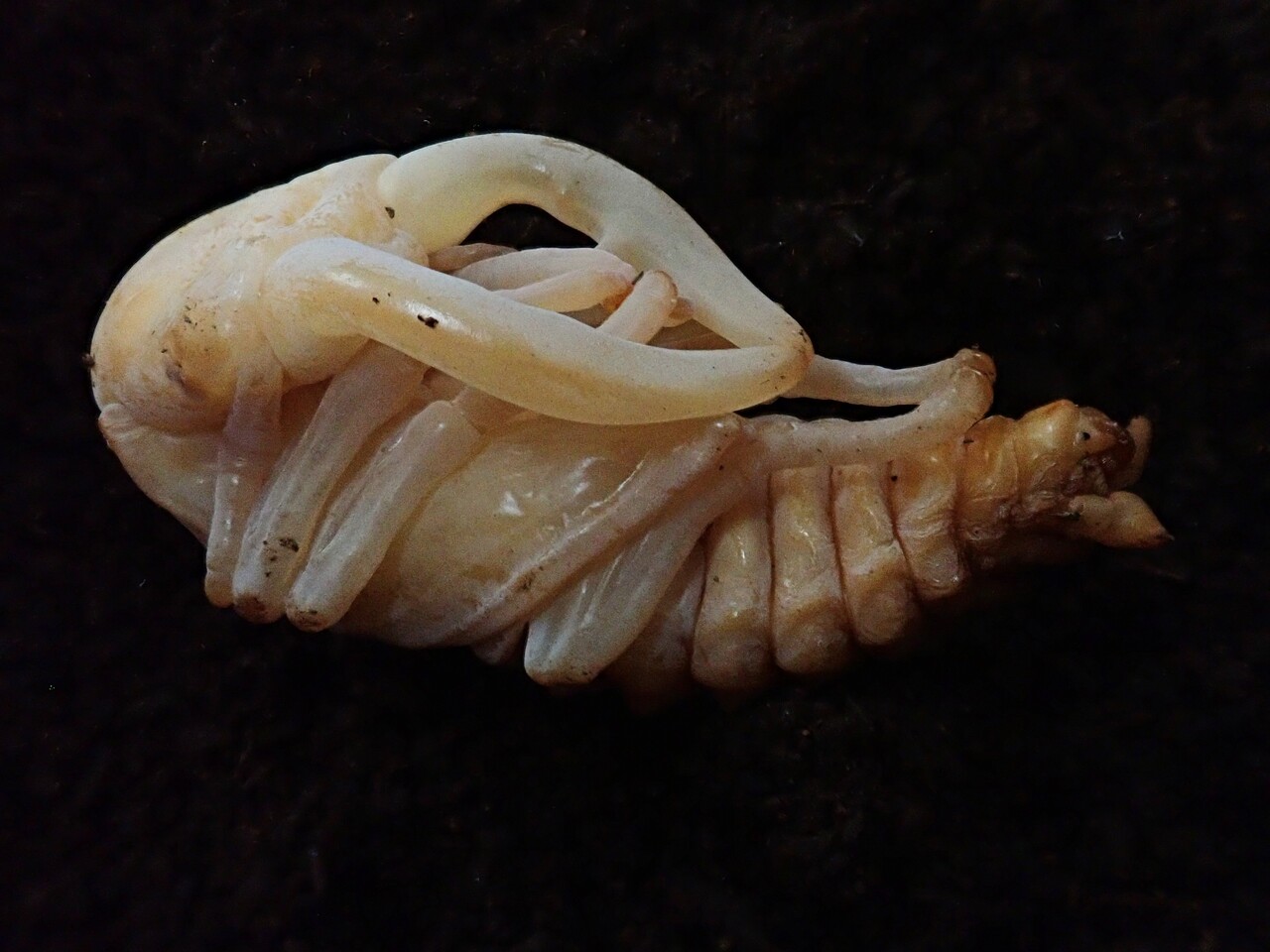 トクノシマノコギリ（WF1）飼育記 : NEOの虫採りはいじゃんぷ
