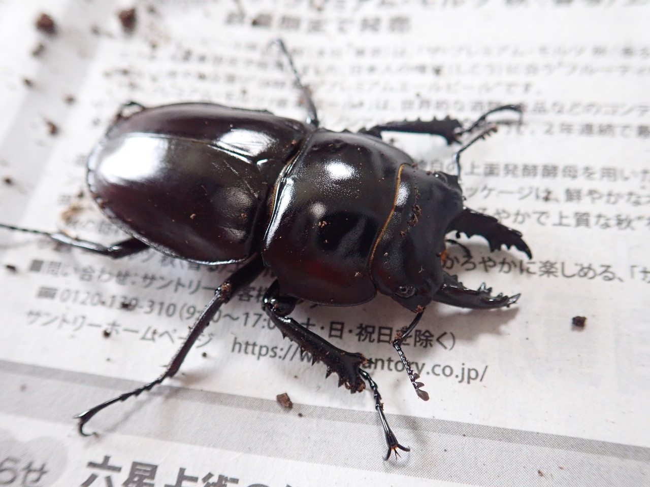2019 マルバネ繭割FES : NEOの虫採りはいじゃんぷ