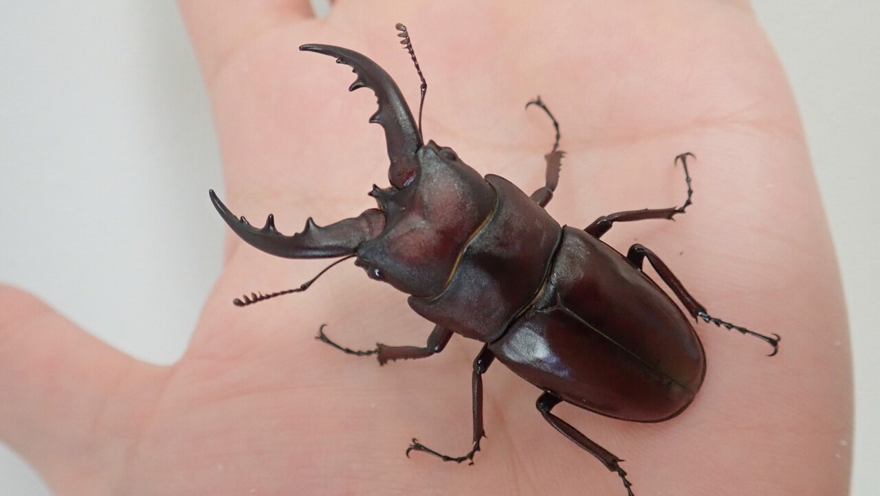 イヘヤノコギリ（WF1）飼育記 : NEOの虫採りはいじゃんぷ