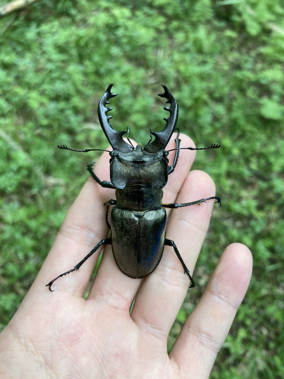ミヤマクワガタ採集 21 7 23 Neoの虫採りはいじゃんぷ