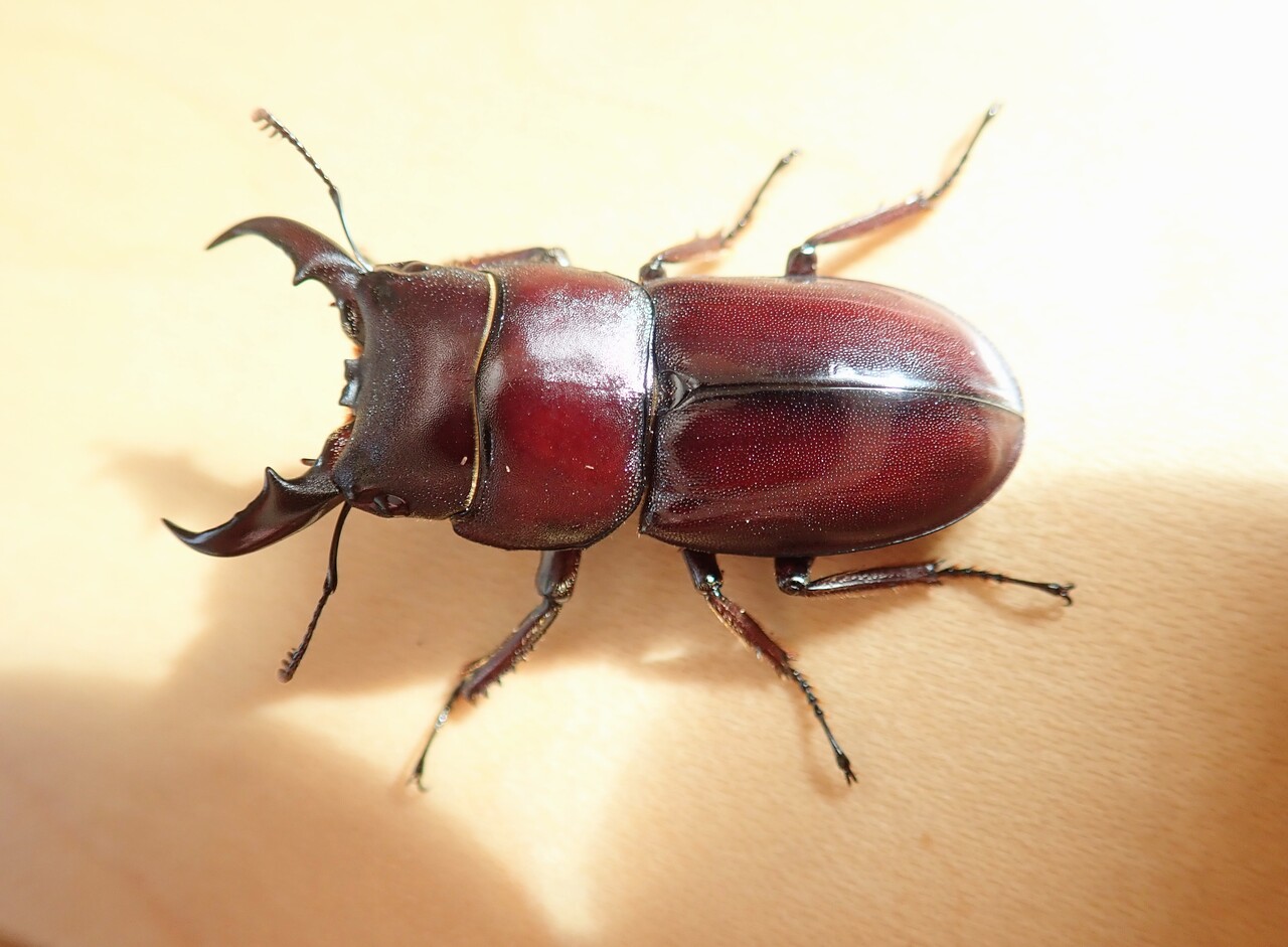 ダイトウヒラタ（WF0）飼育記 : NEOの虫採りはいじゃんぷ