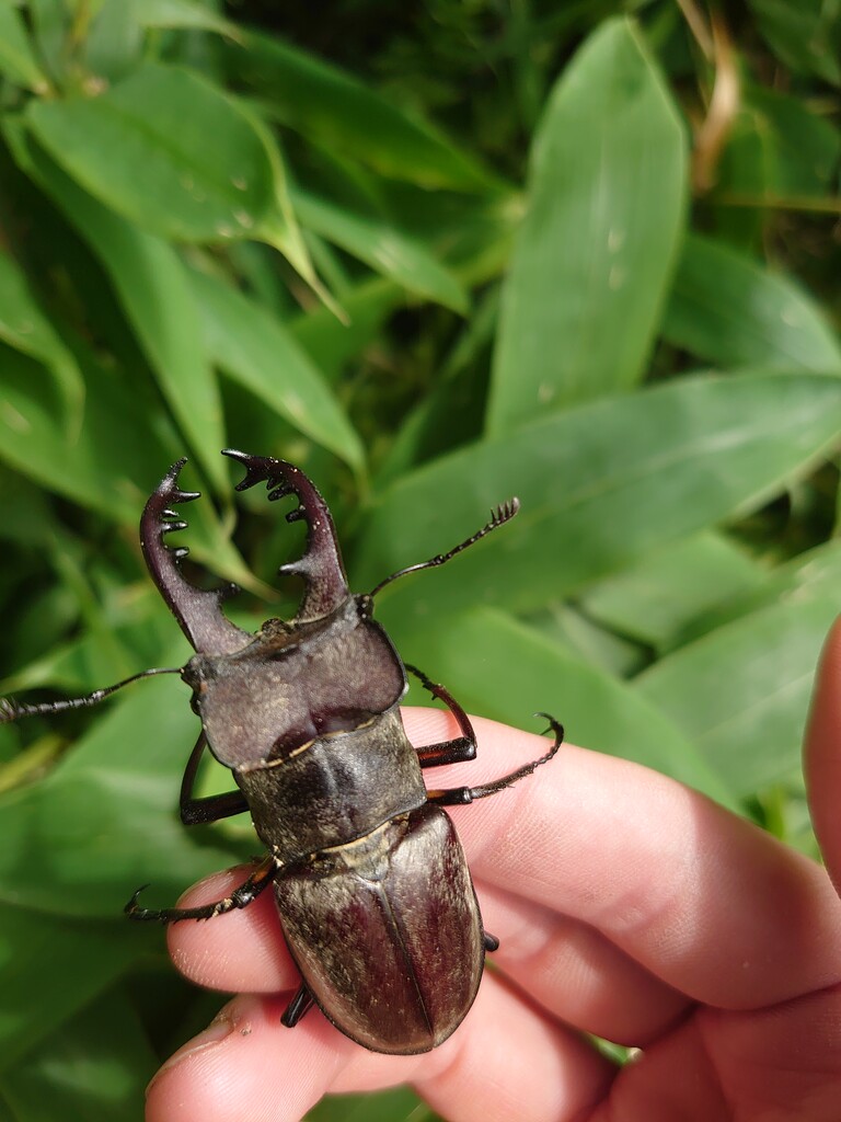 ミヤマクワガタ採集 21 8 15 Neoの虫採りはいじゃんぷ