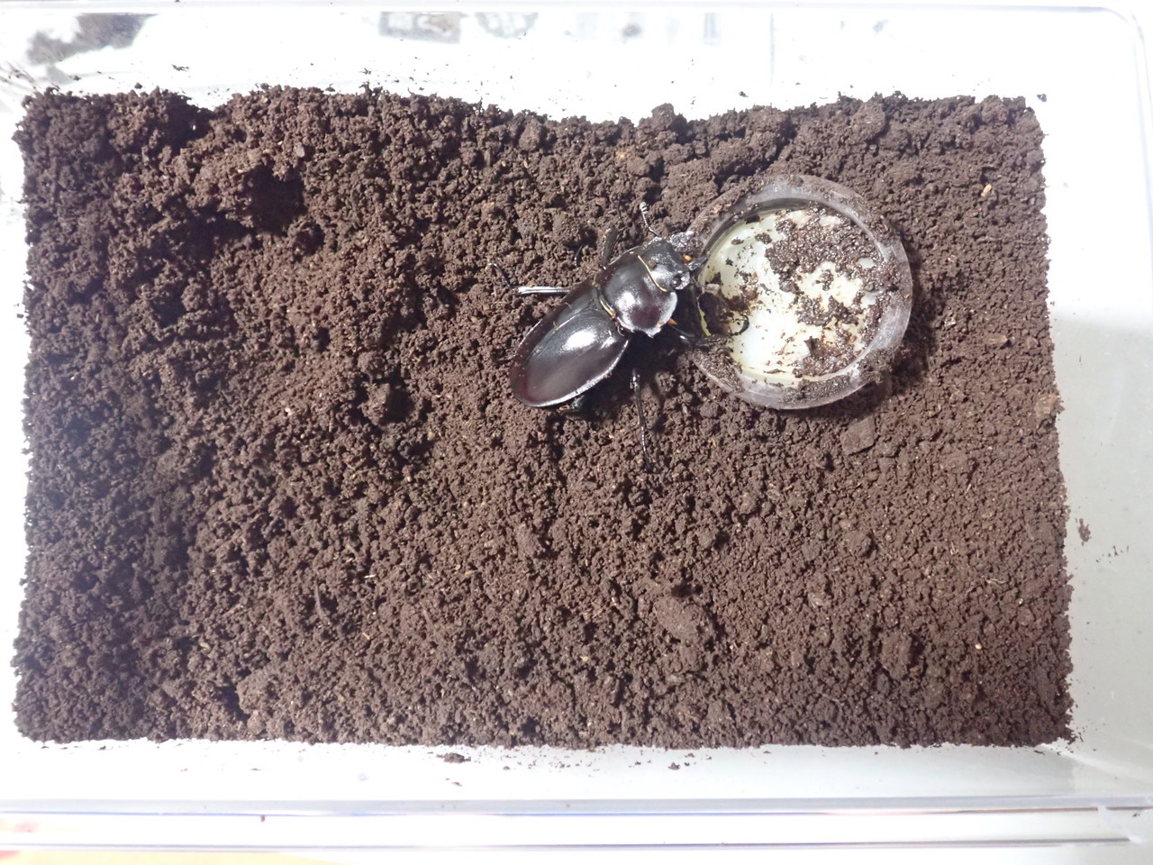 ヤエヤママルバネ 前嵩産 規制前野外品 ヤエヤママルバネ 前嵩産 規制