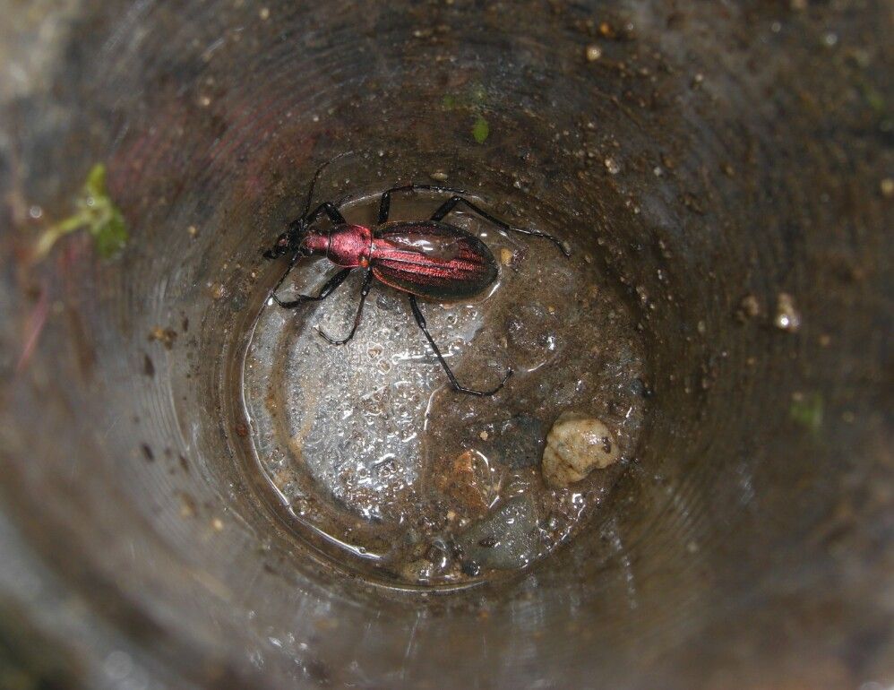 珍品オオズクビナガオサムシ サッポロクビナガオサムシ Carabus (Acoptolabrus)gehinii sapporensis