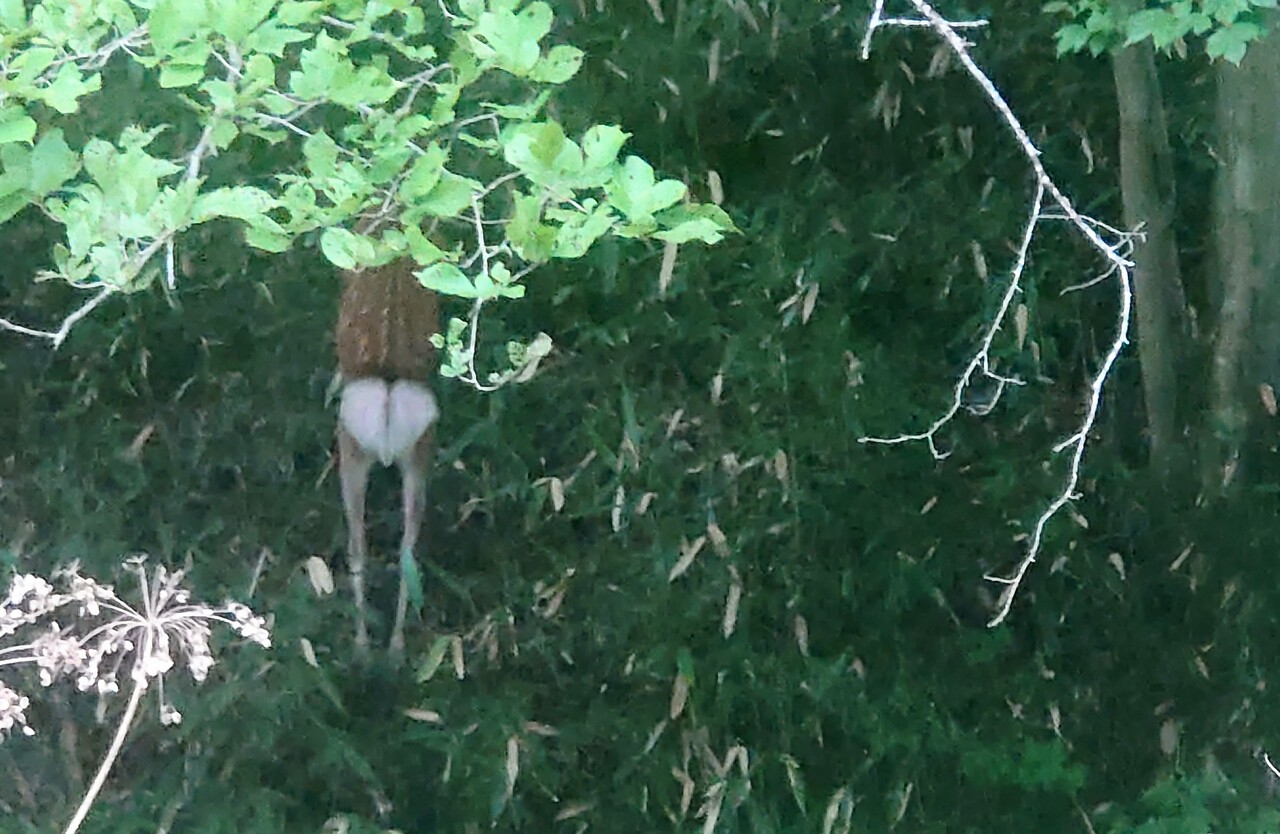 ミヤマクワガタ採集 21 8 15 Neoの虫採りはいじゃんぷ