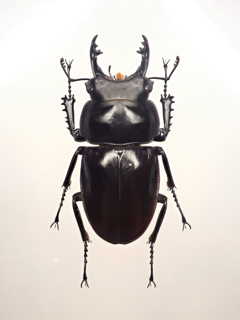 ヤエヤママルバネ 大歯 WF2 大歯】ヤエヤママルバネクワガタ西表島