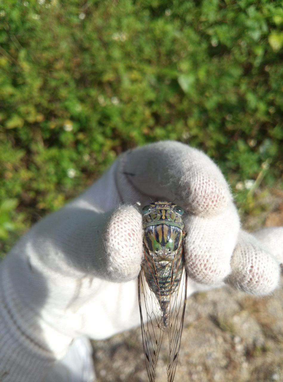 2014 石垣島 ヤエヤママルバネ採集記（前半） : NEOの虫採りはいじゃんぷ
