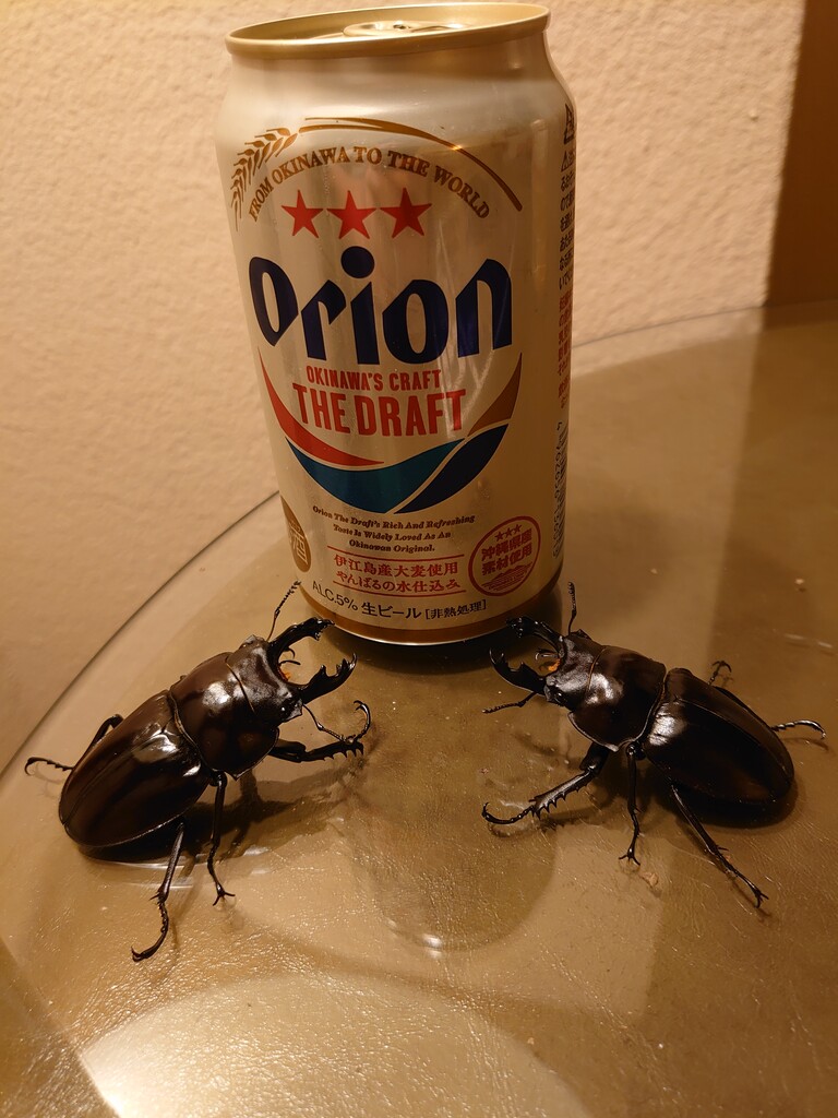 ヤエヤママルバネ　大歯2♂　WF1 ヤエヤママルバネ 大歯2♂ WF1 ヤエヤママルバネ 大歯2♂ WF1 ヤエヤマ