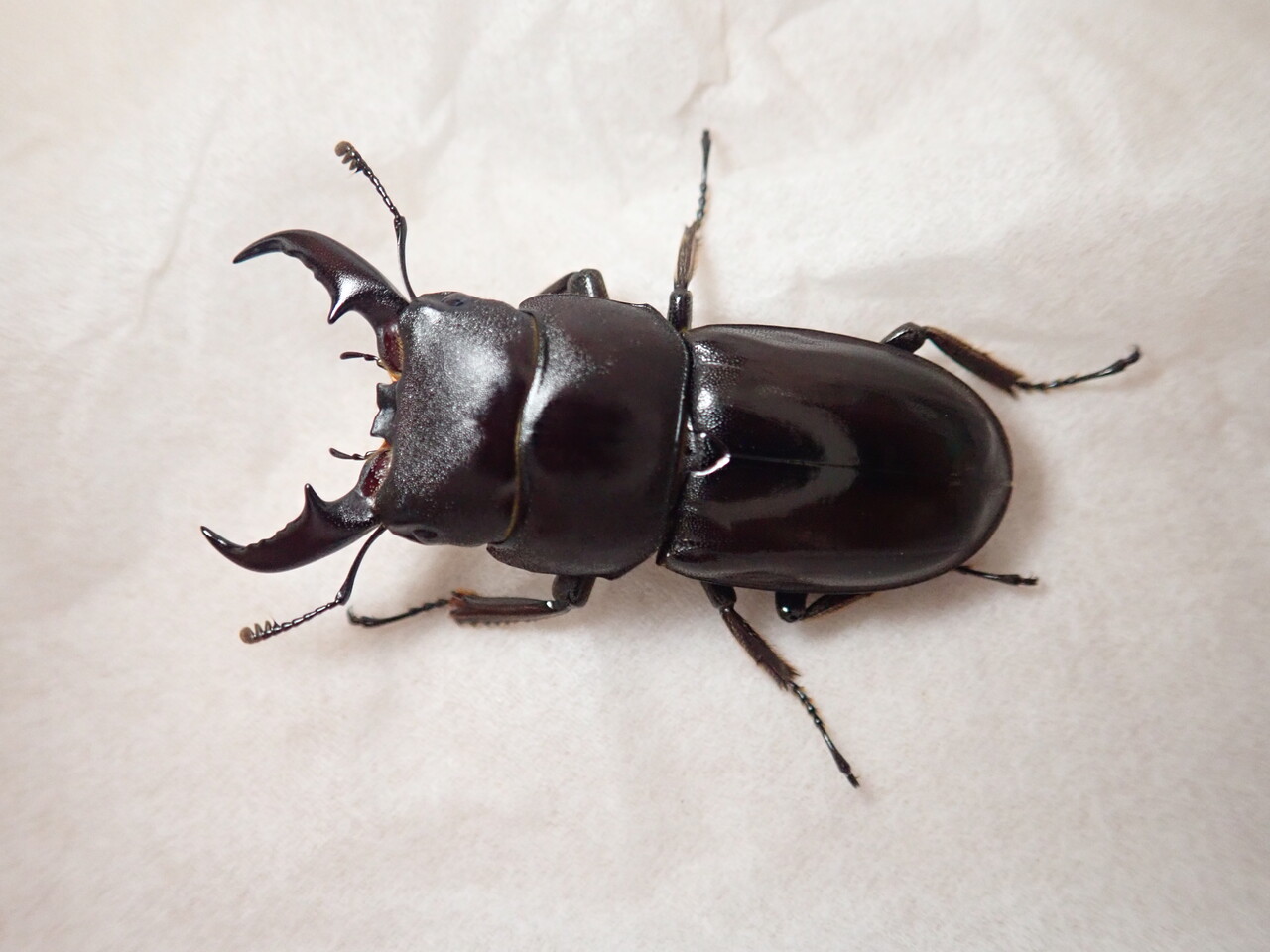 ダイトウヒラタ（WF0）飼育記 : NEOの虫採りはいじゃんぷ