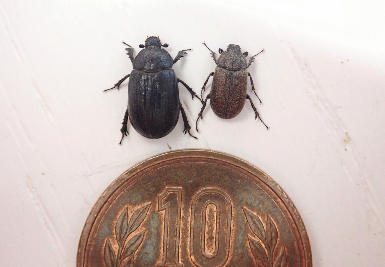 マグソクワガタ採集記 21 6 5 Neoの虫採りはいじゃんぷ マグソクワガタ採集記 21 6 5 Neoの虫採りはいじゃんぷ