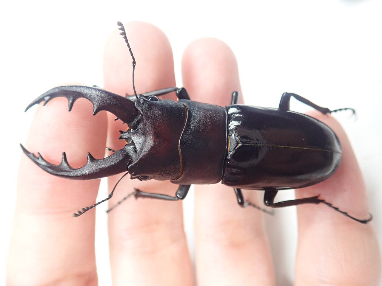 オキナワノコギリ（WF1)飼育記 : NEOの虫採りはいじゃんぷ
