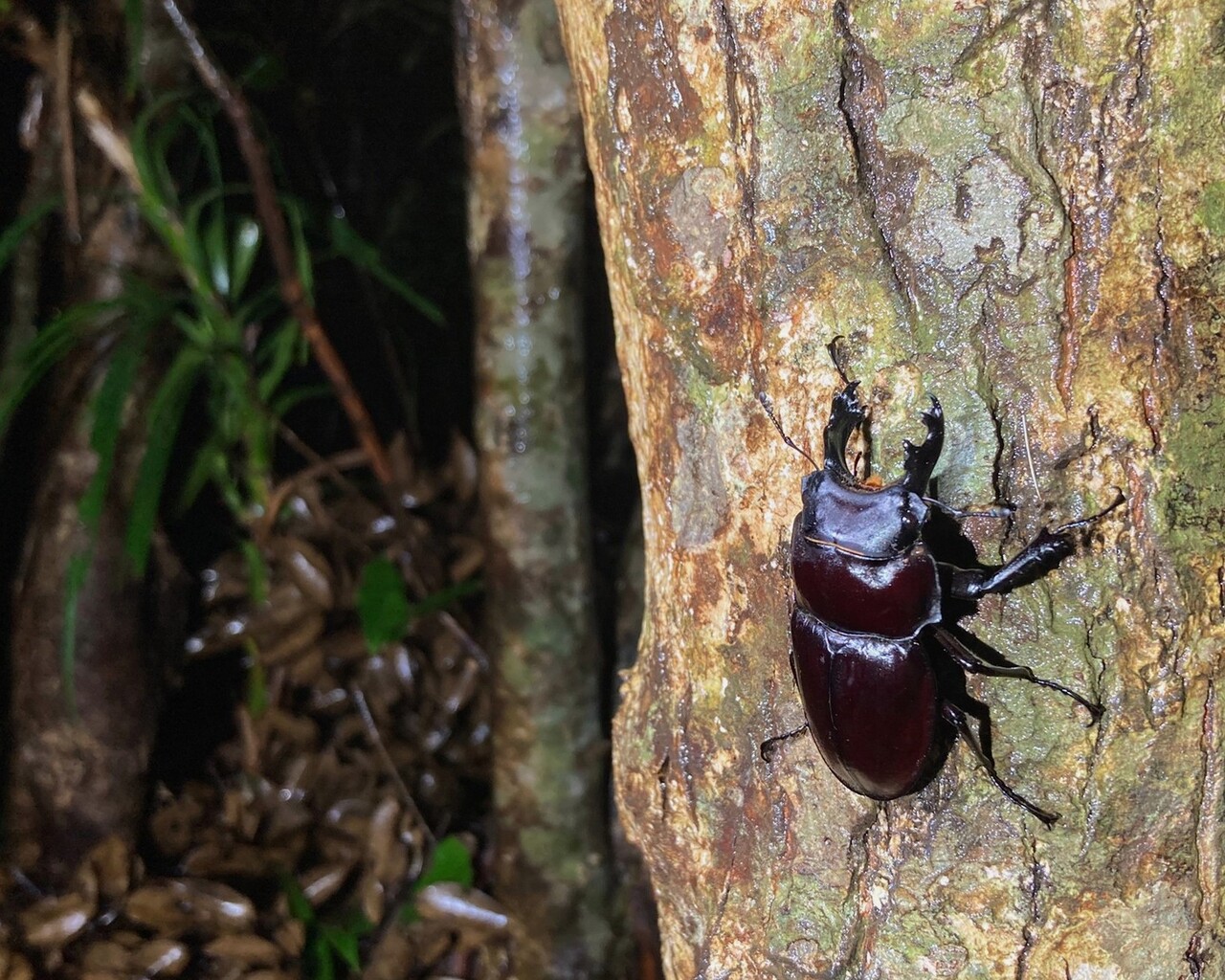 ヤエヤママルバネ 野外品 約60ミリ 西表島産 <0622z昆虫標本