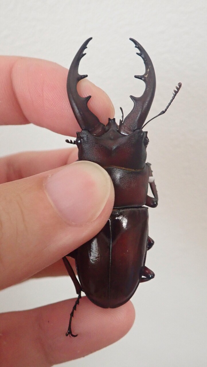 野外採集 金粉 オキナワノコギリクワガタ ♂2 ♀1 新品野外採集 金粉 オキナワノコギリクワガタ ♂2 ♀1の落札情報詳細