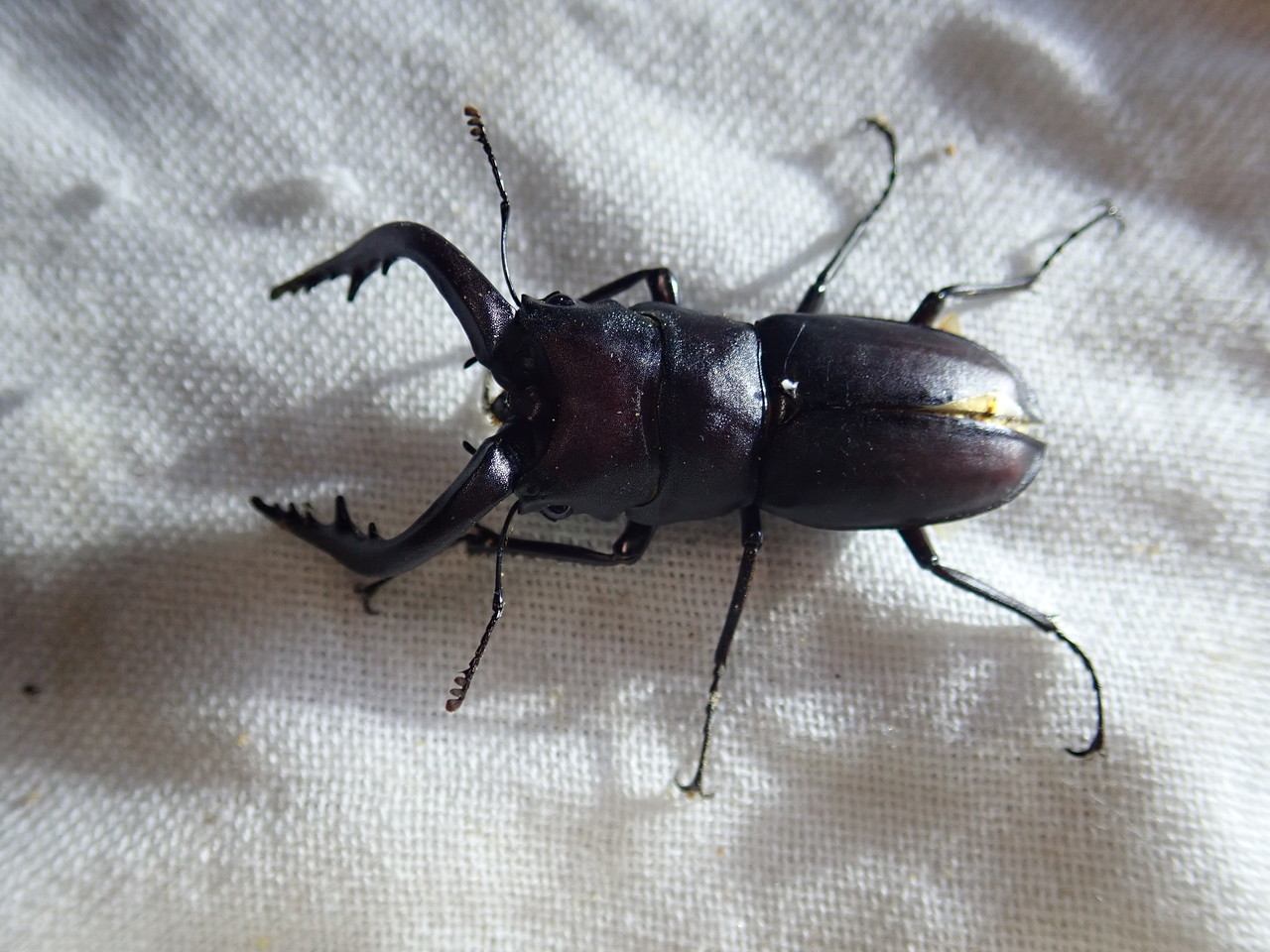 2019 対馬・壱岐採集記（対馬編：前編） : NEOの虫採りはいじゃんぷ