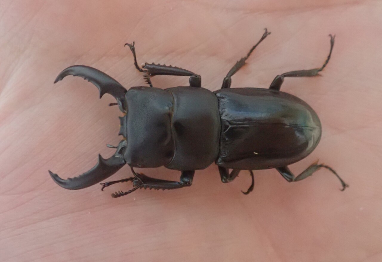 八丈 ハチジョウヒラタ ハチジョウヒラタクワガタ A型（東京都八丈町