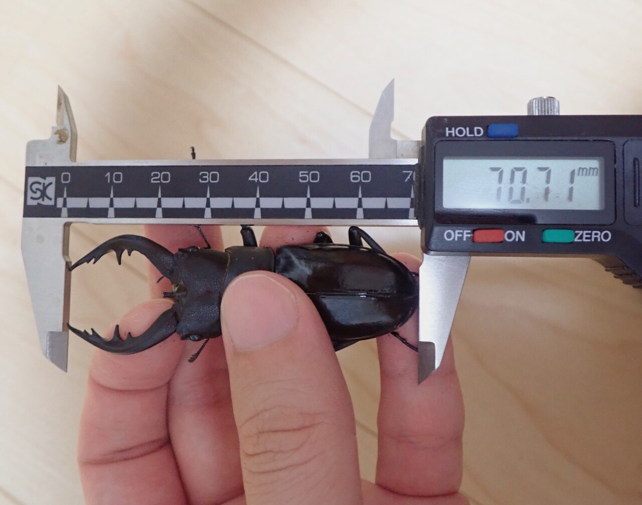トクノシマノコギリ（WF1）飼育記 : NEOの虫採りはいじゃんぷ
