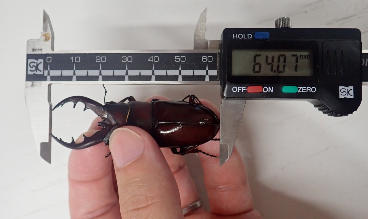 オキナワノコギリ（WF1）飼育記 : NEOの虫採りはいじゃんぷ